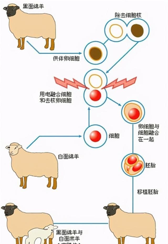 狂犬疫苗|“克隆”为何“销声匿迹”了？从多莉的一生窥见答案，太可怜了