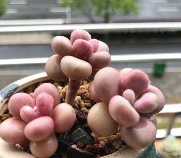 说说家装那点事儿|选多肉，这4个品种很不错，适合新手入手，容易养护不烂根