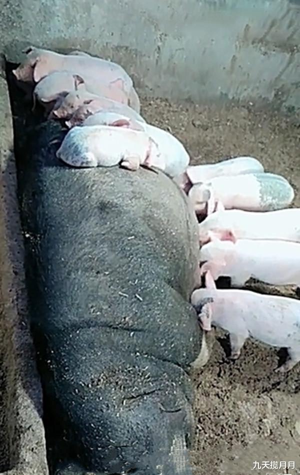 九天揽月月|68岁老阿姨，养猪赚了200多万，不给儿子全部给别人