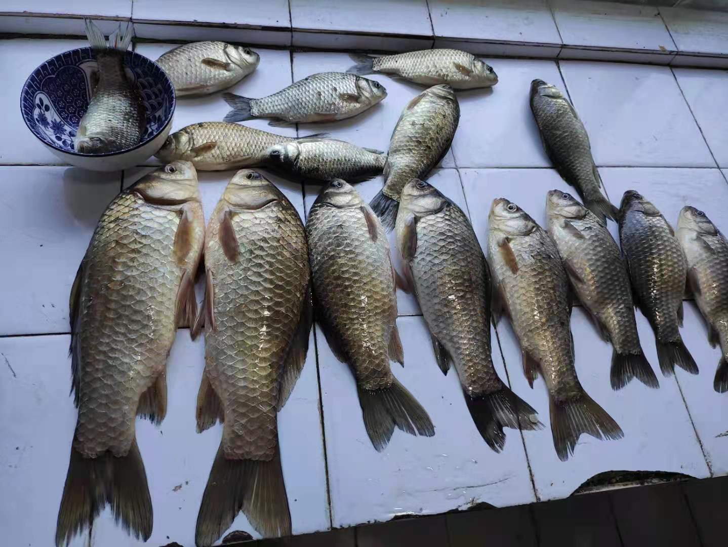 饵料|秋季不用红虫和蚯蚓，大鲫鱼排队咬钩，原来它才是秘密武器。