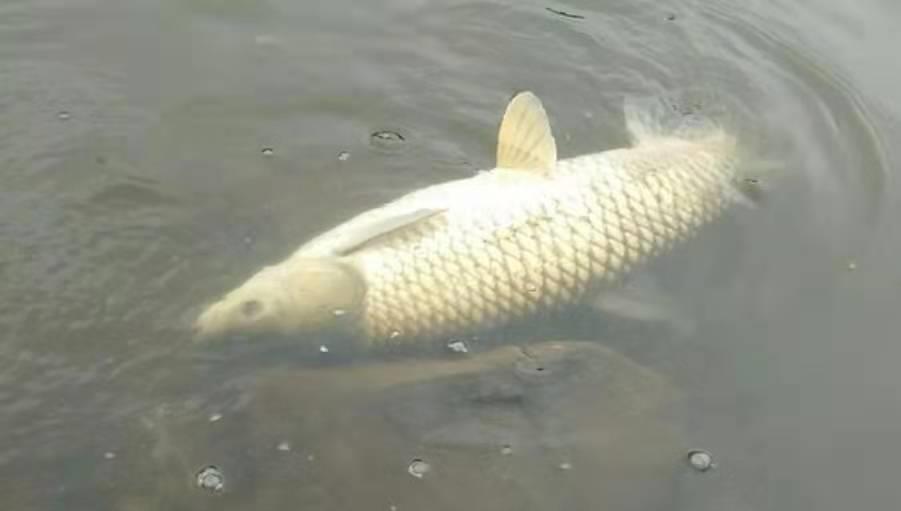 青春编织回忆|频繁被切线，只是因为鱼太大？老钓鱼人说出实情，后悔才晓得