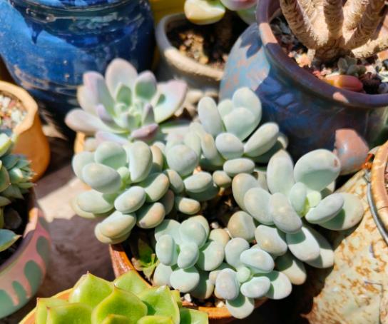 植萌|多肉度夏小经验,这4点做好,不用担心多肉度夏难