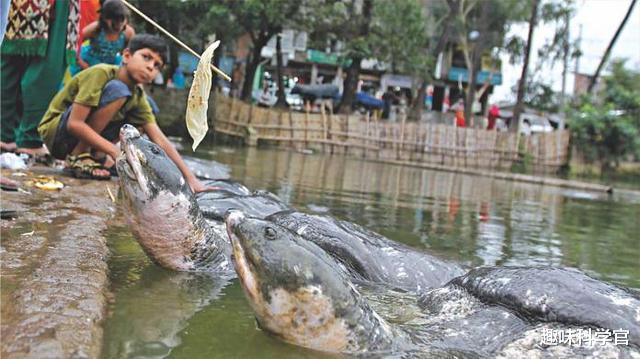 印度500萬隻恒河鱉泛濫成災，為何自己不願吃，卻想出口給我國？-圖3