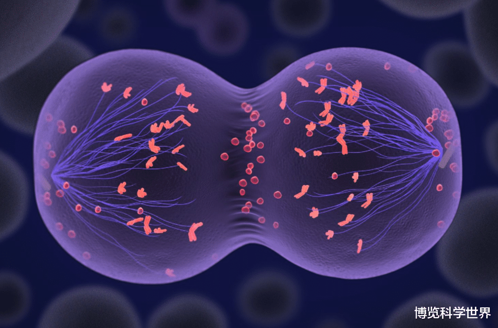 染色体 骡子怀孕，将带来灭亡！佛陀约2500年前说过的话，有没有科学道理？