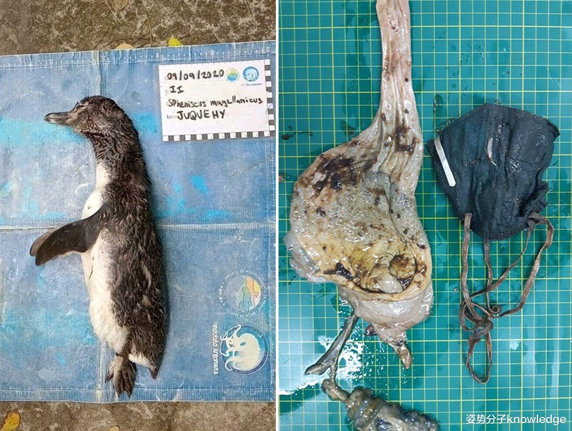 月球|840万吨塑料垃圾，15.6亿只口罩，新冠疫情让地球环境雪上加霜