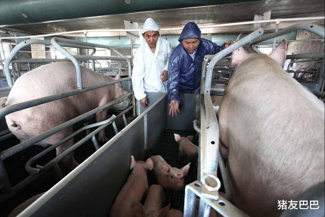 生猪价格 5月12日，猪价跌惨行情跳水，猪价濒临成本线，上涨潮来袭？