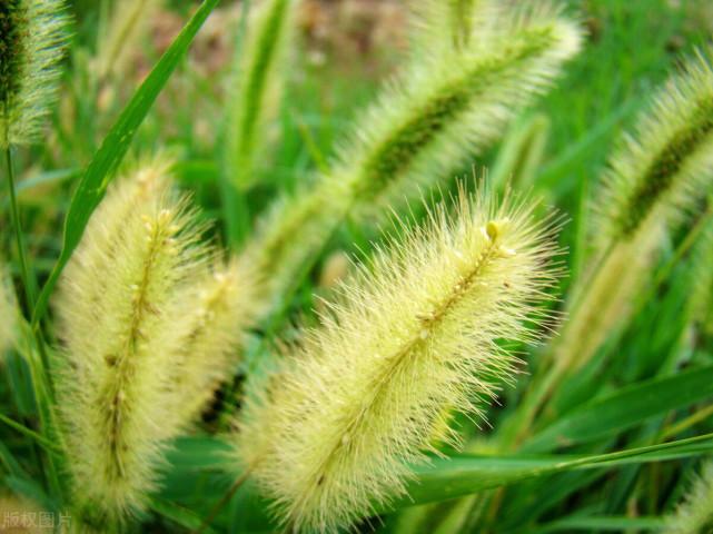 峰哥说表|狗尾草太厉害了,不到3周,关节积液消了,腿不疼了,滑膜炎不攻自破
