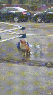 智商税|“刚提回来的新车上趴了一个金色昆虫，有什么寓意吗？”要发了？