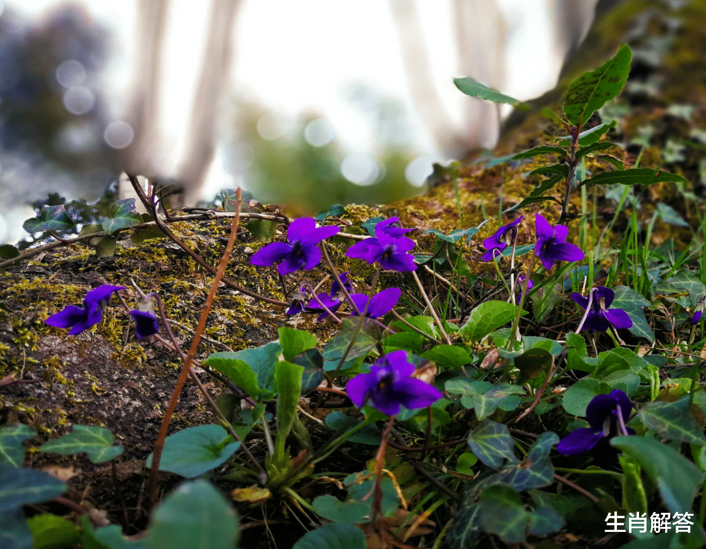 生肖解答|7月中旬，往事重提，旧爱回头，3大生肖转角遇到爱，喜撞桃花运