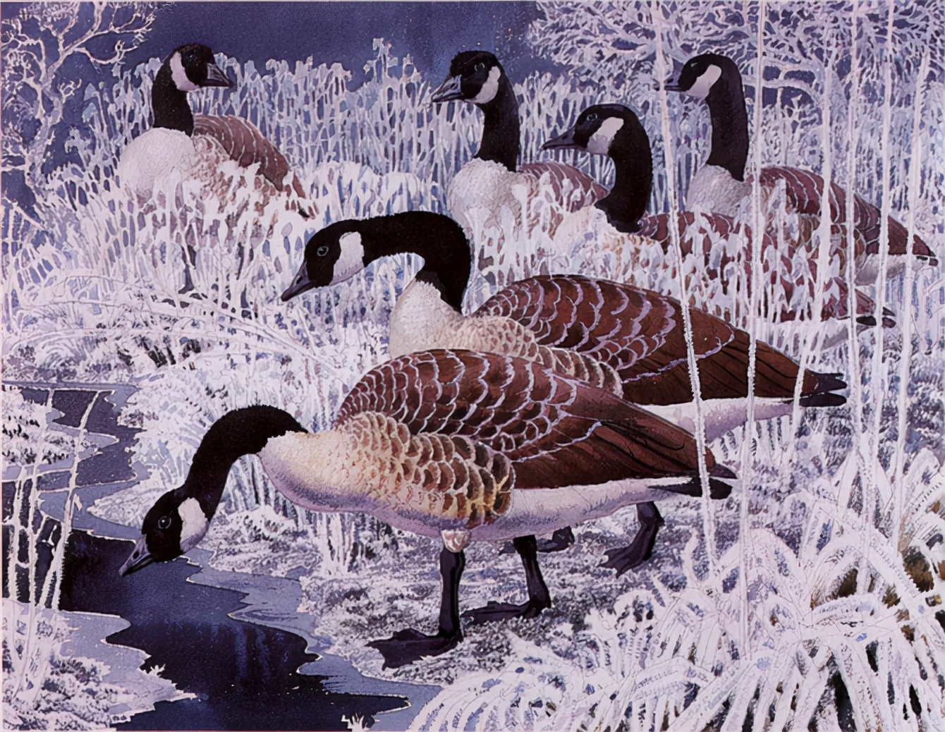英国查尔斯.图尼克利夫(Charles.Tunnicliffe)禽鸟水彩画