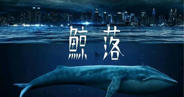 陆地动物死后尸体会腐烂,海洋生物死了后会怎样,尸体怎样处理
