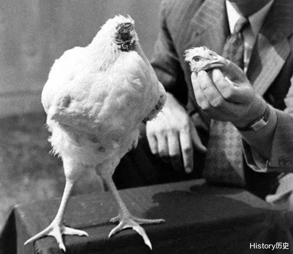 麦克 公鸡斩首后成“不死鸡”，无头存活18个月，还长了5斤，这是为何