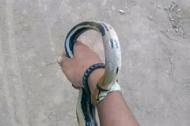 珠江|夏天野钓要小心这3种动物，比蚊子狠太多