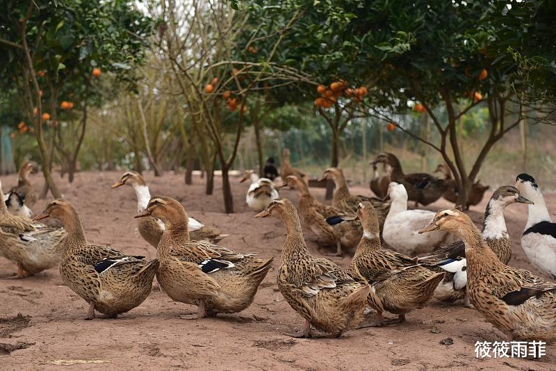 筱筱雨菲|为什么正常的活鸭价格在80元左右不等，烤鸭却只需要20元左右呢？