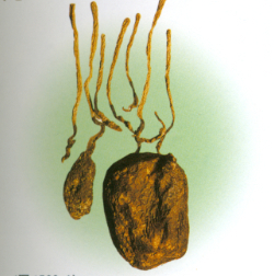 白蚁 长在白蚁窝里的菌类，价格超过黄金，为什么挖到的人就是不肯卖？