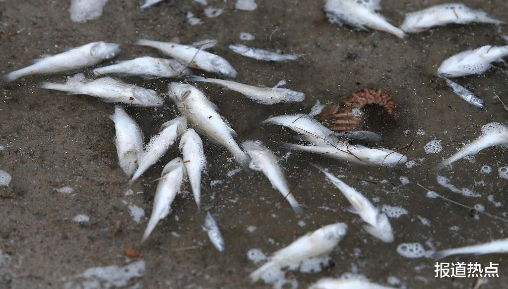 又一危机降临!西班牙现惊奇一幕,第六次生物大灭绝正悄然发生?