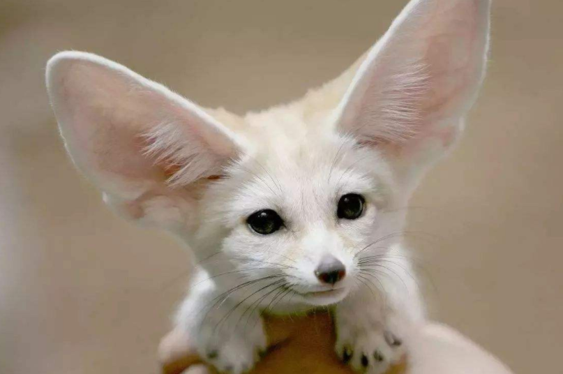 天下秀|八个主要的哺乳动物特征