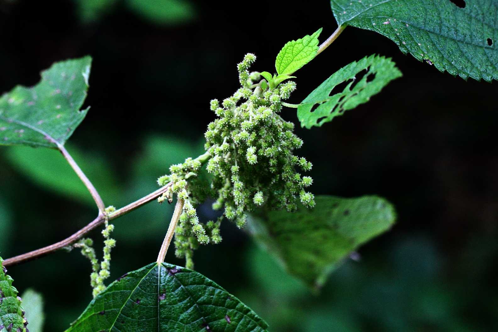  苎麻被称为“中国草”，世界上纤维品质最好的植物，植物界的吉尼斯
