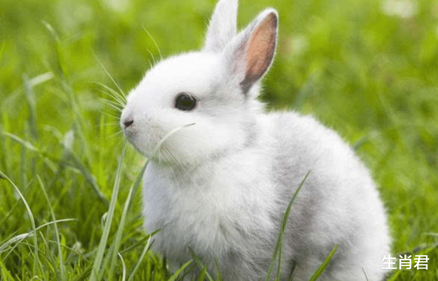 属兔|春暖花开不是梦，属兔人改掉身上的坏习惯，在职场中完美逆袭