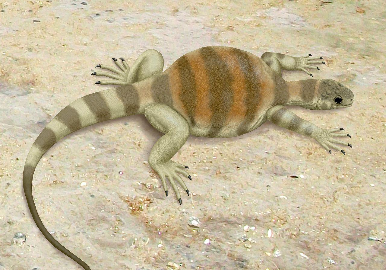 科学家 进化论的终极BUG：乌龟，是如何成了科学家们的“噩梦”？