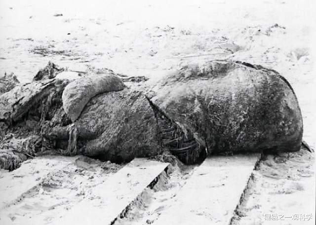 鲸鱼 浑身无毛，拥有四肢和鸟喙？科学解答5种被冲上海滩的不明生物