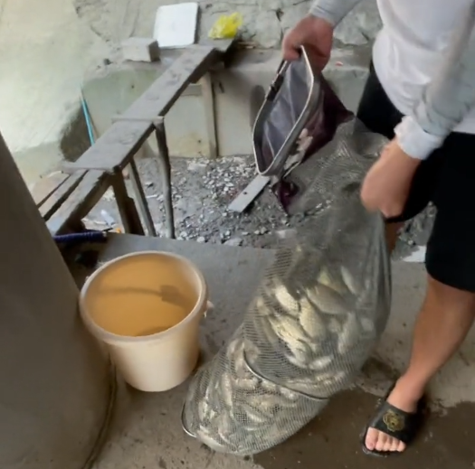上海市|上海一河道鲫鱼大爆发，一天轻松钓上十几斤，有人拄着拐杖去钓鱼