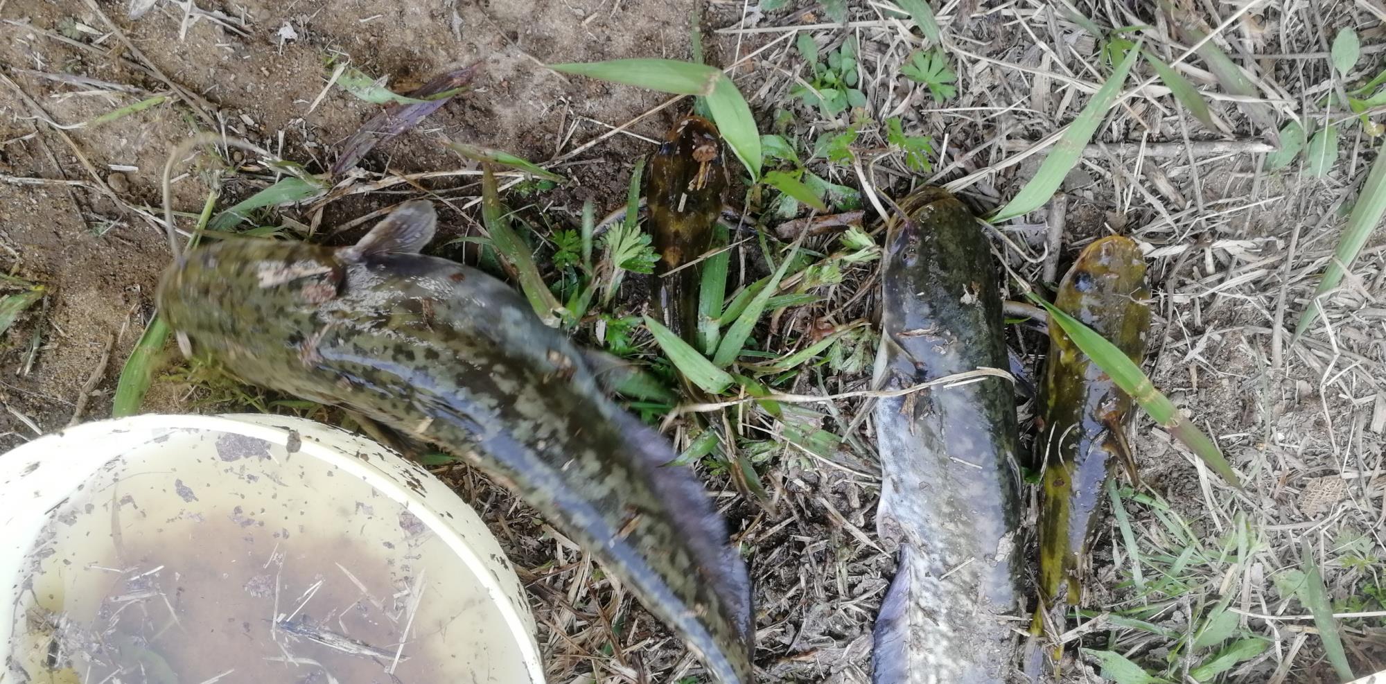 饵料|用鱼肉这样来开饵，小鱼不闹，大鱼狂咬，这效果不是一般的牛！