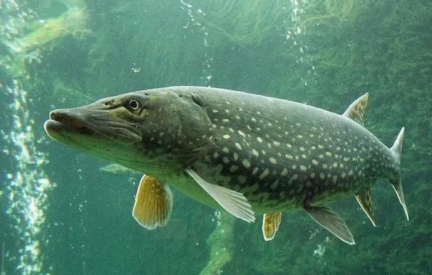 伦古|长得丑活得久，狗鱼最高寿龄竟可达200多岁，钓鱼人为它疯狂