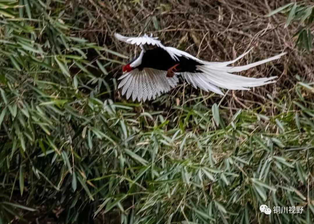 铜川周春辉 铜川摄影师张宝光暮春时节在洋县拍摄的作品