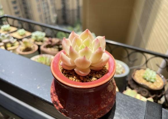 向阳园艺|夏日养多肉，明白一个道理，花土越通透，多肉越健康，状态越好