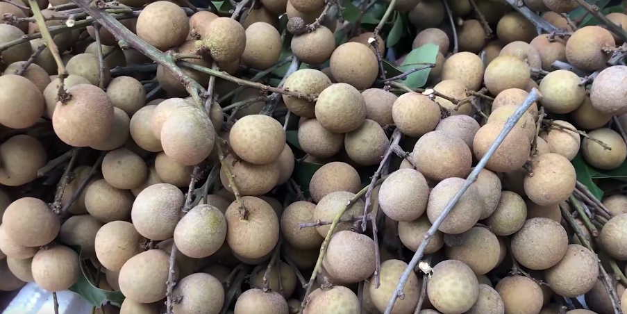 摄影技巧|白露多润燥，最适合白露过后吃的6种食物，补水去燥，分享给家人