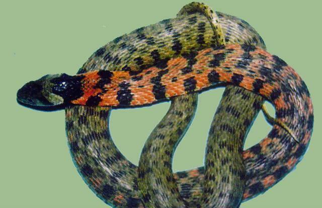航天 虎斑颈槽蛇到底是不是毒蛇？如果被咬伤，它的毒性有多强