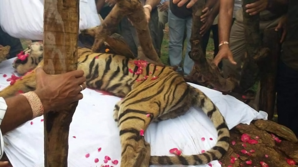 老虎 将老虎追着打的懒熊,比棕熊还厉害吗?实际上是这的老虎更“怂”