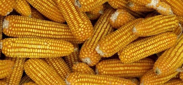 奶爸育儿宝库|旱灾+涝灾，国际粮价大幅上涨，跌跌不休的国内粮价能反转吗