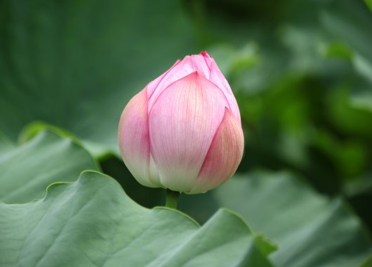 吉星|10月份开始，4属相吉星关照，财源广进，迎来锦绣前程