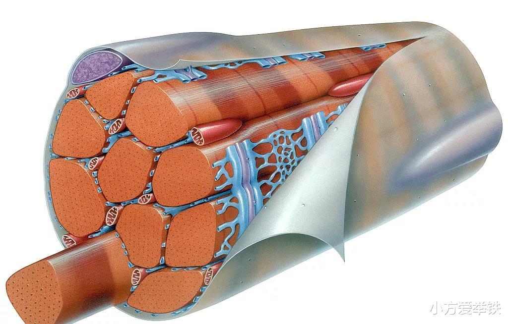 胆结石|科普,健身爆火的筋膜枪,其中的筋膜是什么?它与肌肉有何关系?