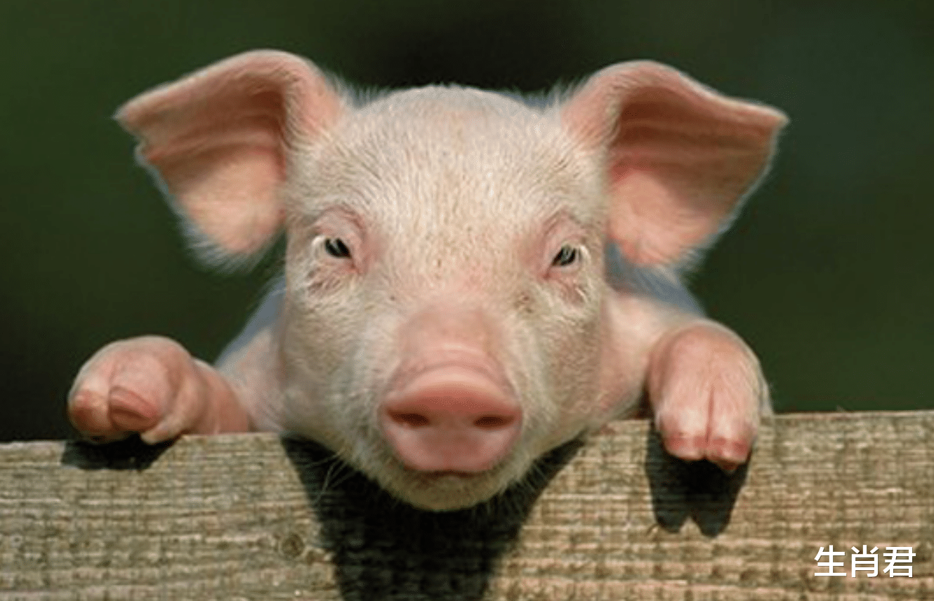 |在职场中懂得灵活应变,凡事从不斤斤计较,这让生肖猪有着好人缘