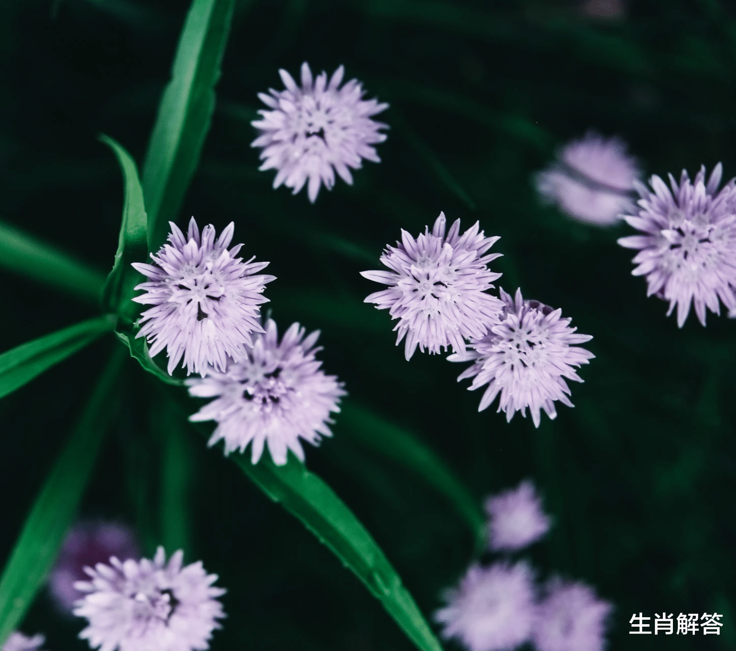 跃龙门|6月，贵人相助，好运难挡，生活乐滋滋，3生肖摆脱困境，鲤跃龙门