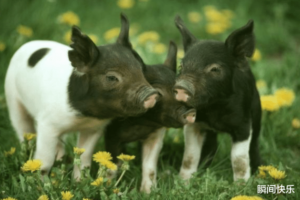 瞬间快乐|属猪的人生在几月,2021年财运不愁,事业顺遂,生意兴隆