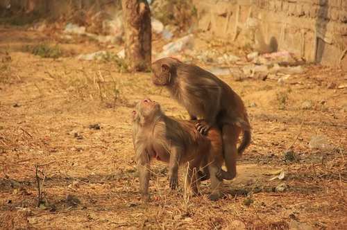 舜网 夫妻养的猴子,生下只奇怪小猴子,看清小猴子样貌后,纷纷吓了一跳