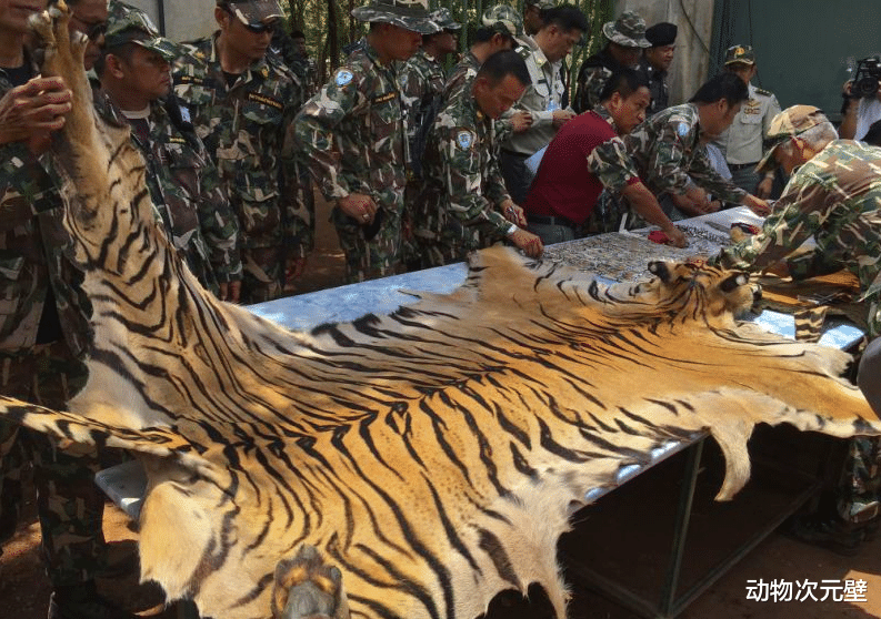 动物园的老虎死了怎么处理?黑心的老板们,你们的良心会痛吗?