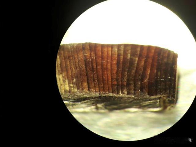 最新研究:维京人1000年前已在北美定居 比哥伦布发现新大陆早500年