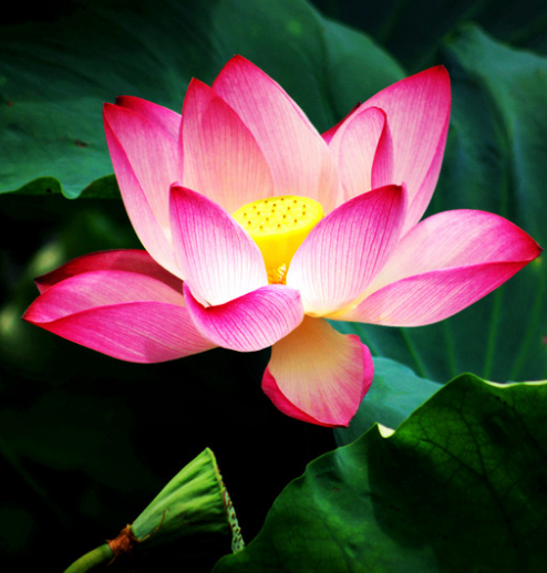 星临天下|进入7月下旬，4属相吉星傍身，机遇不断，财源滚滚，生活无忧