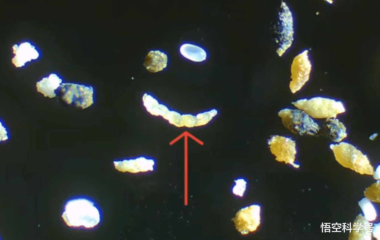 我们吃的米饭里有虫卵?米虫一开始就钻进大米,放大500倍更恶心