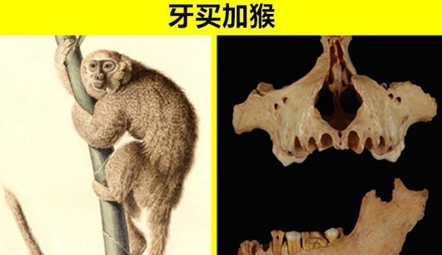 化石 鲜少有人能够知晓的，8个只存在于史前文明的神秘动物