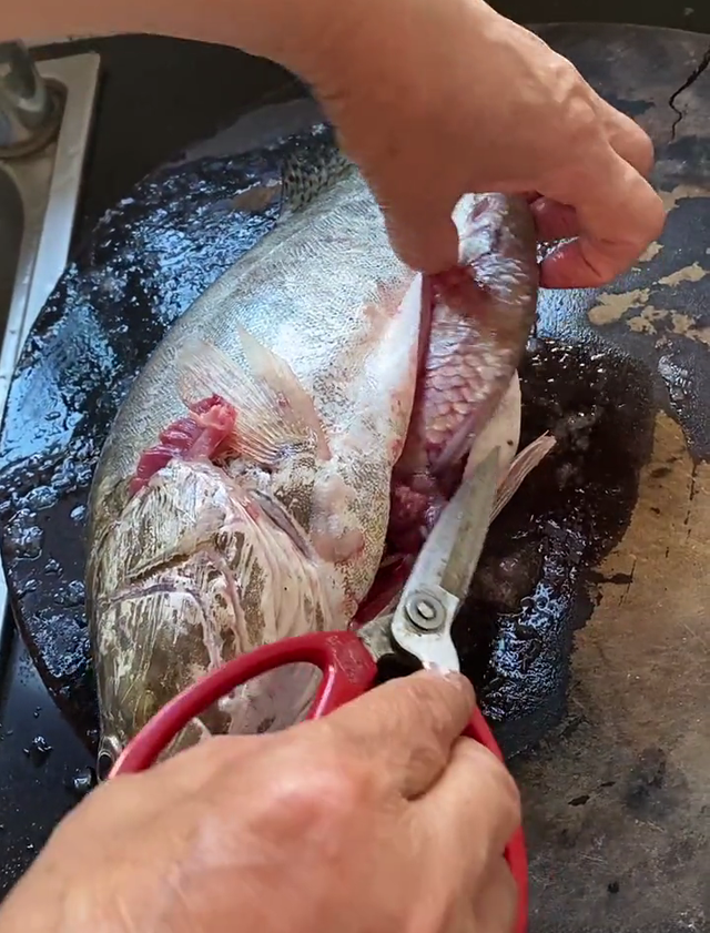 宓孤林|广州男子钓了条鳜鱼，竟剖出条鲫鱼，男子：臭烘烘，老婆非要丢了