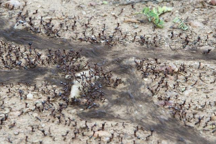 新冠病毒 沙漠“行军蚁”到底有多恐怖？传说杀人不吐骨头，走到哪吃到哪
