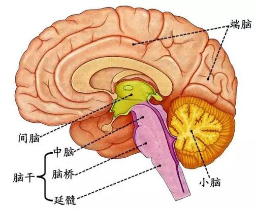 大种健康|中医全息--脑干穴位