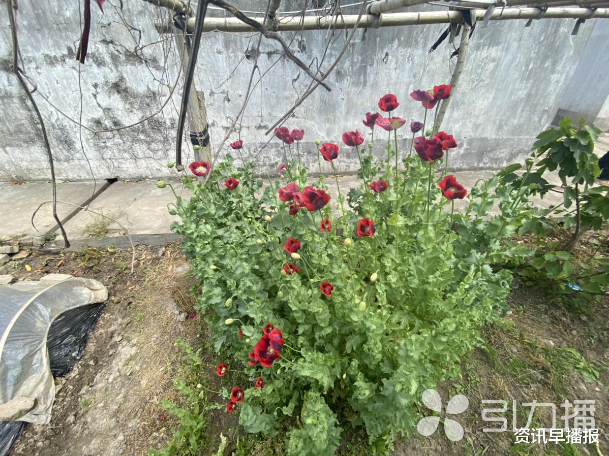 资讯早播报 民警走访意外发现160株罂粟用来喂鸡 常熟碧溪一种植者被行政处罚