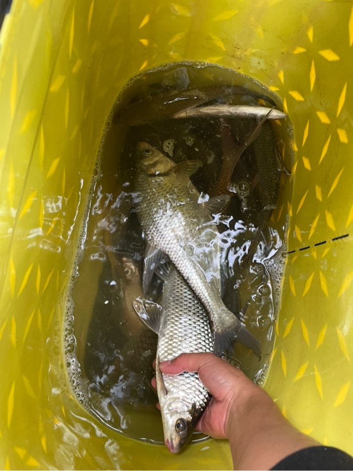 钓鱼|降温阴雨天出钓 鱼获少少少